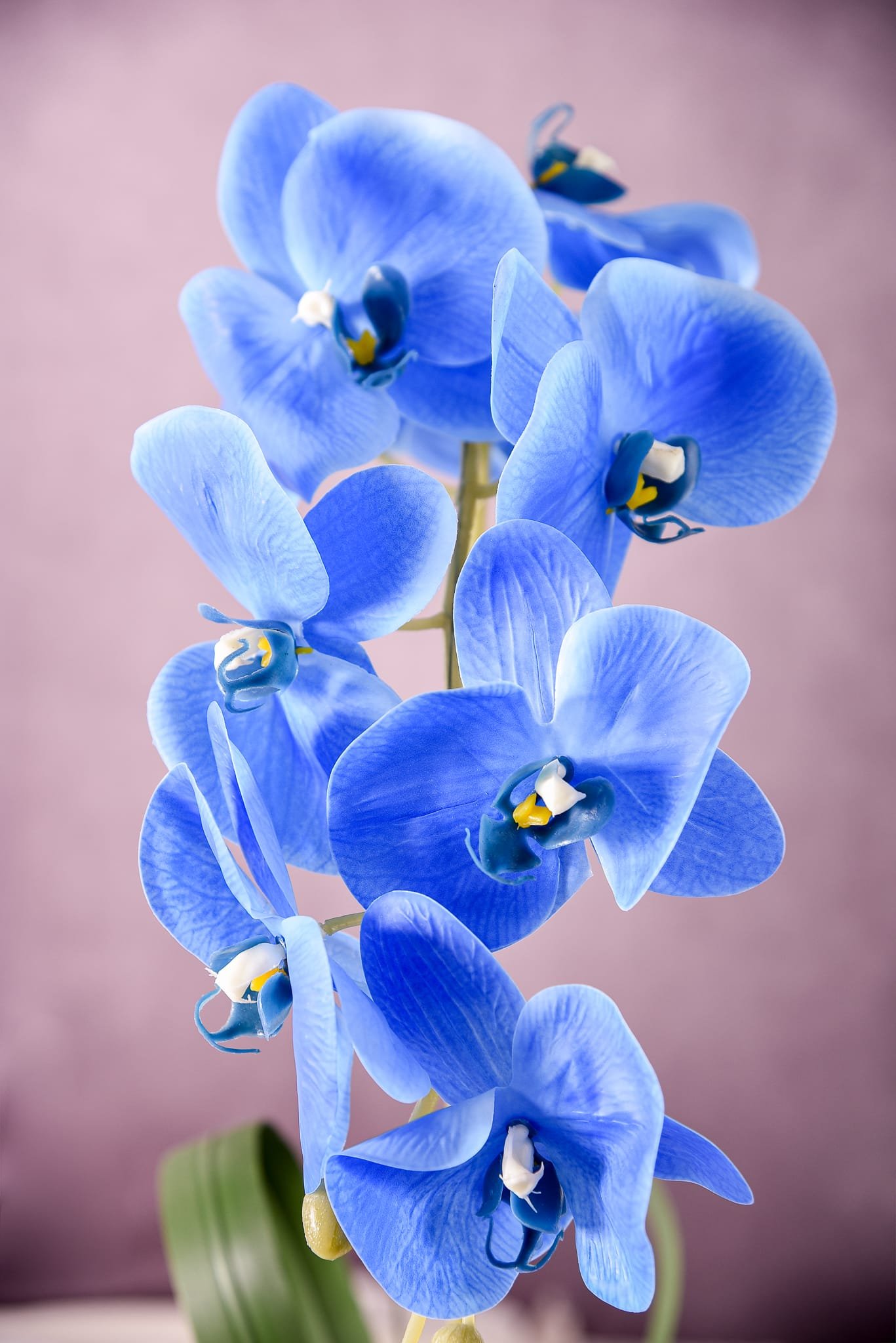 Orquídea Azul Majestade - Imagem 3