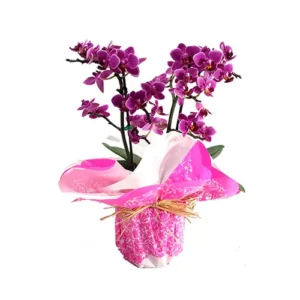 Linda mini orquídea com 2 hastes