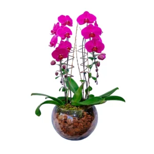 Orquídea cascata grande em dupla para presente